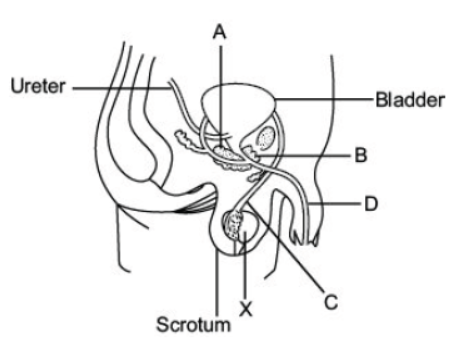 CBSE Class 10 Biology How Do Organisms Reproduce Worksheet Set A