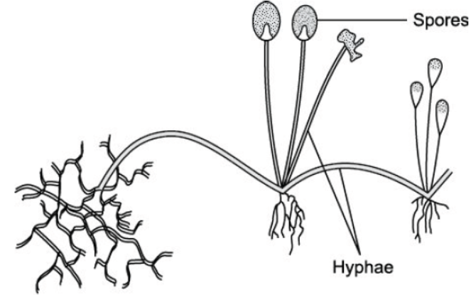 CBSE Class 10 Biology How Do Organisms Reproduce Worksheet Set A