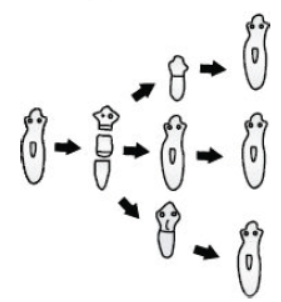 CBSE Class 10 Biology How Do Organisms Reproduce Worksheet Set A