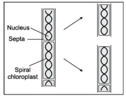 CBSE Class 10 Biology How Do Organisms Reproduce Worksheet Set A