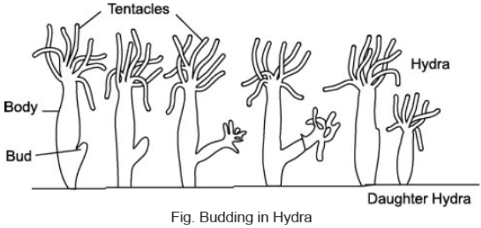 CBSE Class 10 Biology How Do Organisms Reproduce Worksheet Set A 