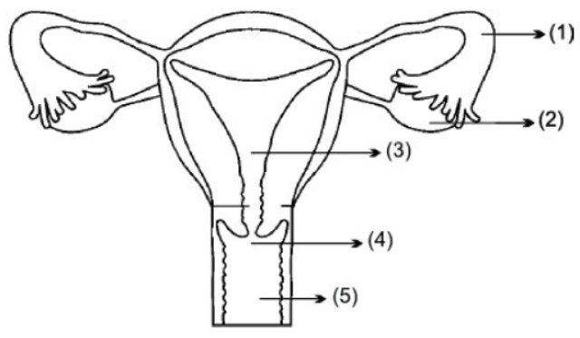 CBSE Class 10 Biology How Do Organisms Reproduce Worksheet Set A