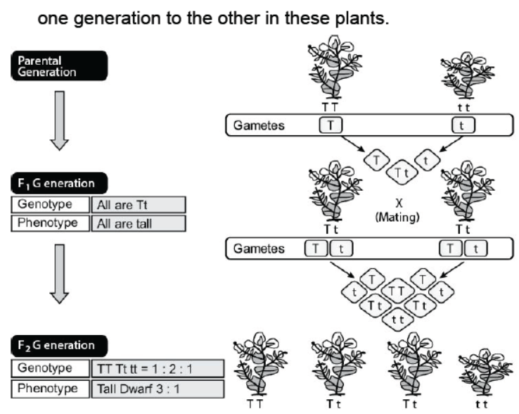 CBSE Class 10 Biology Heredity and Evolution Worksheet Set A