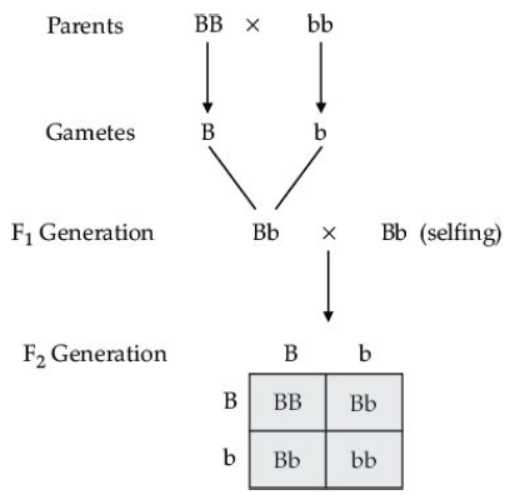 CBSE Class 10 Biology Heredity and Evolution Worksheet Set A