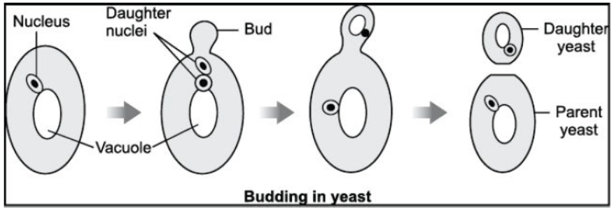 CBSE Class 10 Biology How Do Organisms Reproduce Worksheet Set B