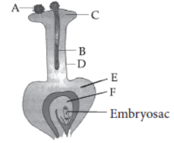 CBSE Class 10 Biology How Do Organisms Reproduce Worksheet Set B