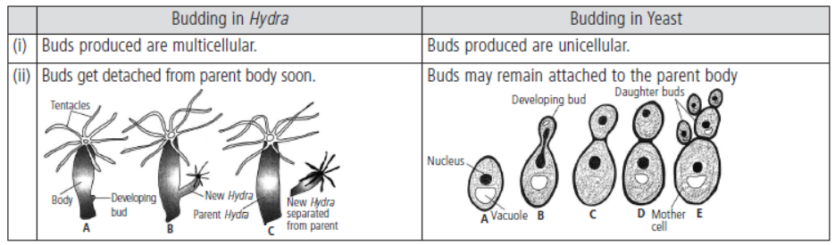 CBSE Class 10 Biology How Do Organisms Reproduce Worksheet Set B
