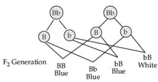 CBSE Class 10 Biology Heredity and Evolution Worksheet Set A