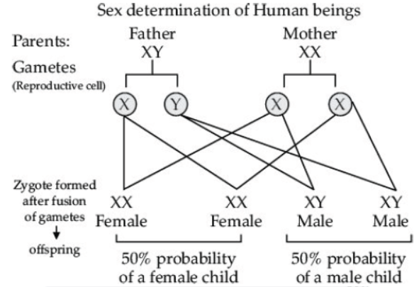 CBSE Class 10 Biology Heredity and Evolution Worksheet Set A