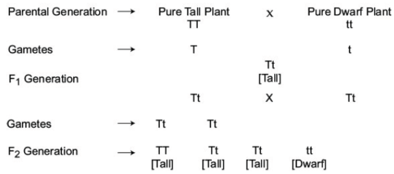 CBSE Class 10 Biology Heredity and Evolution Worksheet Set A