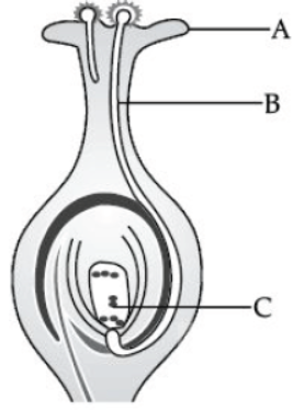 CBSE Class 10 Biology How Do Organisms Reproduce Worksheet Set B 