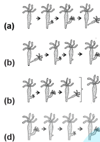 CBSE Class 10 Biology How Do Organisms Reproduce Worksheet Set B