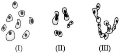 CBSE Class 10 Biology How Do Organisms Reproduce Worksheet Set B