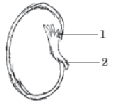 CBSE Class 10 Biology How do Organisms Reproduce MCQs