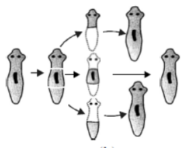 CBSE Class 10 Biology How do Organisms Reproduce MCQs 