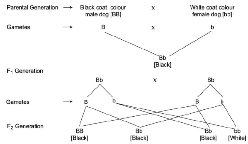 CBSE Class 10 Science HOTs Question Heredity And Evolution Set B 