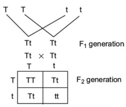 CBSE Class 10 Science HOTs Question Heredity And Evolution Set C 