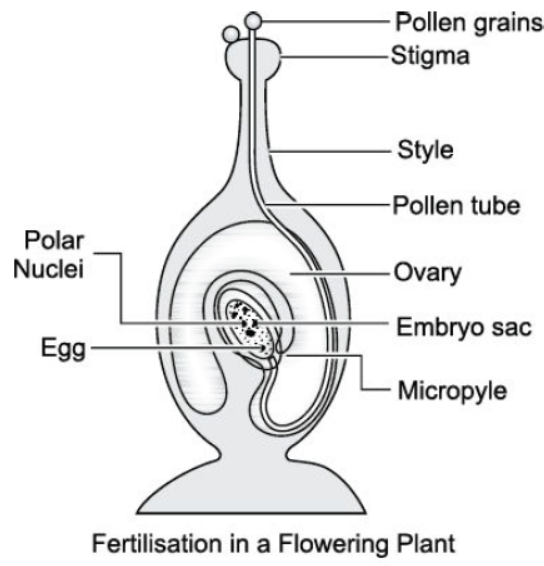 CBSE Class 10 Science HOTs Question How Do Organisms Reproduce Set A