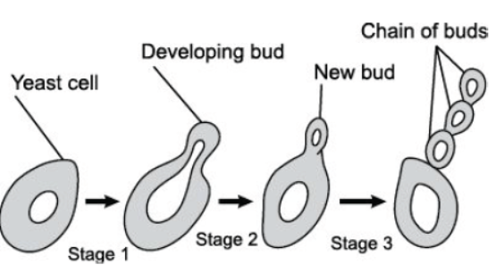 CBSE Class 10 Science HOTs Question How Do Organisms Reproduce Set A