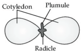 CBSE Class 10 Science HOTs Question How Do Organisms Reproduce Set A