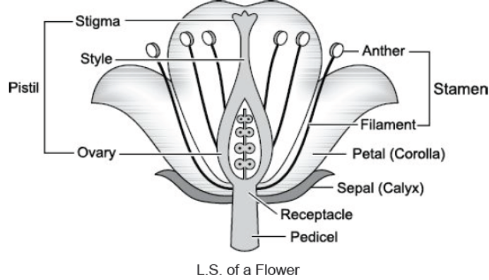 CBSE Class 10 Science HOTs Question How Do Organisms Reproduce Set B 