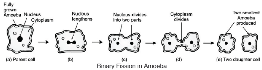 CBSE Class 10 Science HOTs Question How Do Organisms Reproduce Set B