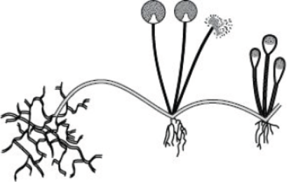 CBSE Class 10 Science HOTs Question How Do Organisms Reproduce Set B