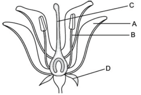 CBSE Class 10 Science HOTs Question How Do Organisms Reproduce Set B 