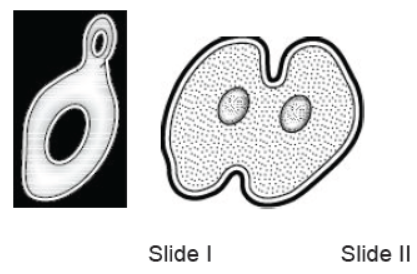 CBSE Class 10 Science HOTs Question How Do Organisms Reproduce Set B