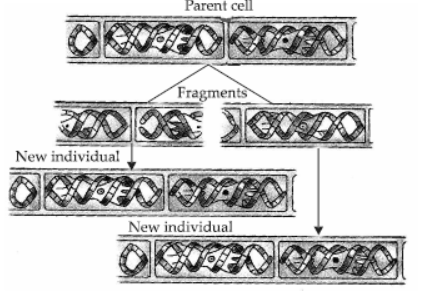 CBSE Class 10 Science HOTs Question How Do Organisms Reproduce Set D