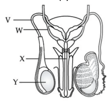 CBSE Class 10 Science HOTs Question How Do Organisms Reproduce Set D