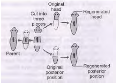 CBSE Class 10 Science HOTs Question How Do Organisms Reproduce_1