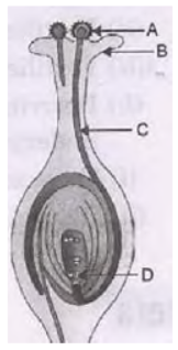 CBSE Class 10 Science HOTs Question How Do Organisms Reproduce_4