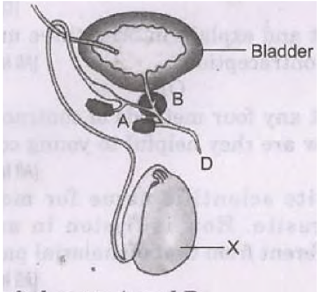 CBSE Class 10 Science HOTs Question How Do Organisms Reproduce_6