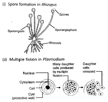 CBSE Class 10 Science HOTs Question How Do Organisms Reproduce_8