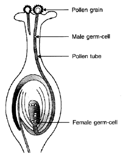 CBSE Class 10 Science HOTs Question How Do Organisms Reproduce_9