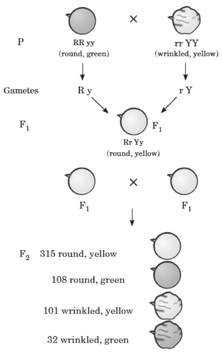 CBSE Class 10 Science Heredity and Evolution MCQs 