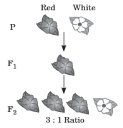 CBSE Class 10 Science Heredity and Evolution MCQs 