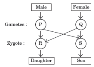 CBSE Class 10 Science Heredity and Evolution MCQs 