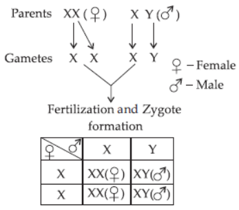 CBSE Class 10 Science Heredity and Evolution VBQs