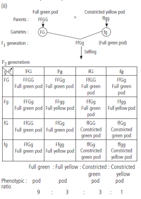 CBSE Class 10 Science Heredity and Evolution VBQs 