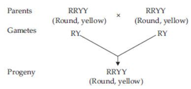 CBSE Class 10 Science Heredity and Evolution VBQs 