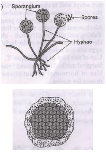 CBSE Class 10 Science How Do Organisms Reproduce Worksheet_1