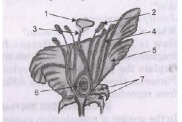 CBSE Class 10 Science How Do Organisms Reproduce Worksheet_5