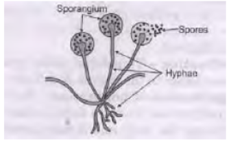 CBSE Class 10 Science How Do Organisms Reproduce Worksheet_8