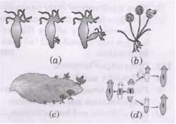 CBSE Class 10 Science How Do Organisms Reproduce Worksheet_9