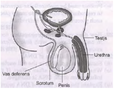 CBSE Class 10 Science How do Organisms Reproduce Assignment_3