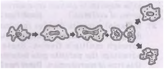 CBSE Class 10 Science How do Organisms Reproduce VBQs_3