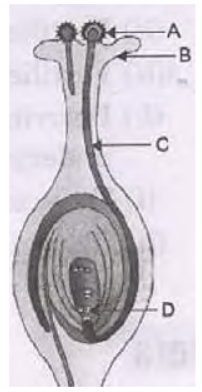 CBSE Class 10 Science How do Organisms Reproduce VBQs_4