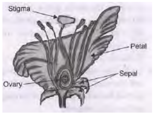 CBSE Class 10 Science How do Organisms Reproduce VBQs_5